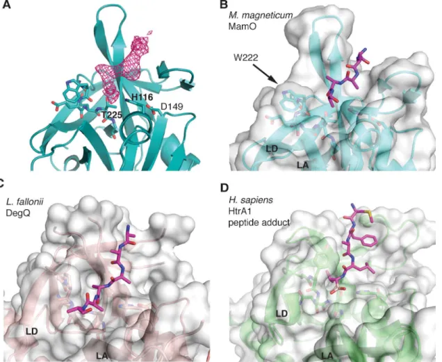 Fig 5. W222 in MamO forces the bound peptide away from the active site. (A) F o − F c omit map contoured at 3σ showing missing density for the peptide in the MamO crystal structure