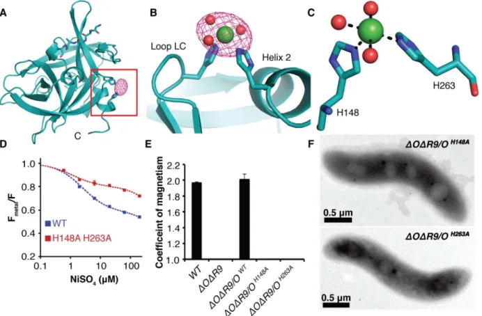 Fig 6. Characterization of the MamO metal binding site. (A) Anomalous map contoured at 5σ showing the placement of Ni 2+ in MamO