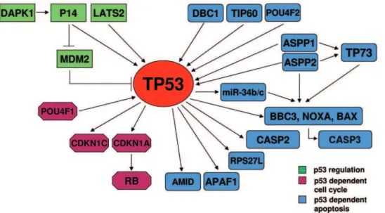 Figure 3. Outline of the genes involved in the TP53 pathway.