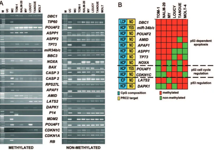 Figure 4. TP53 pathway genes are methylated in ALL cell lines. A. MSP analysis of the methylated and un-methylated sequences of genes implicated in TP53 pathway in ALL derived cell lines