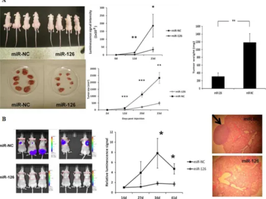 Fig 4. MiR-126-3p overexpression inhibits tumor growth and tumor metastasis in vivo . (A) Growth of tumor xenografts in nude mice