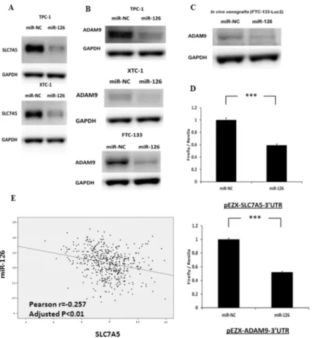 Fig 5. miR-126-3p regulates and directly targets SLC7A5 and ADAM9 protein expression in thyroid cancer cells in vitro and in vivo 