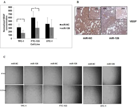 Fig 6. miR-126-3p reduces VEGF secretion and endothelial tube formation. (A) miR-126-3p