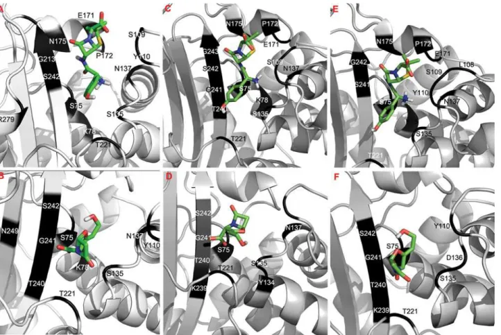 Fig 2. Molecular docking analysis of the blaA variants of Y . enterocolitica . Molecular interactions of docked blaAx (A &amp; B), blaAy (C &amp; D), blaAz (E &amp;
