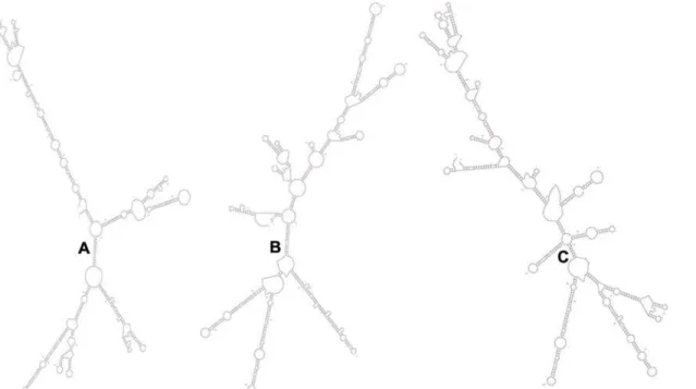 Fig 3. The mRNA secondary structures of blaAx (A), blaAy (B) and blaAz (C) predicted by mfold based on complete coding sequences of different blaA variants of Y 