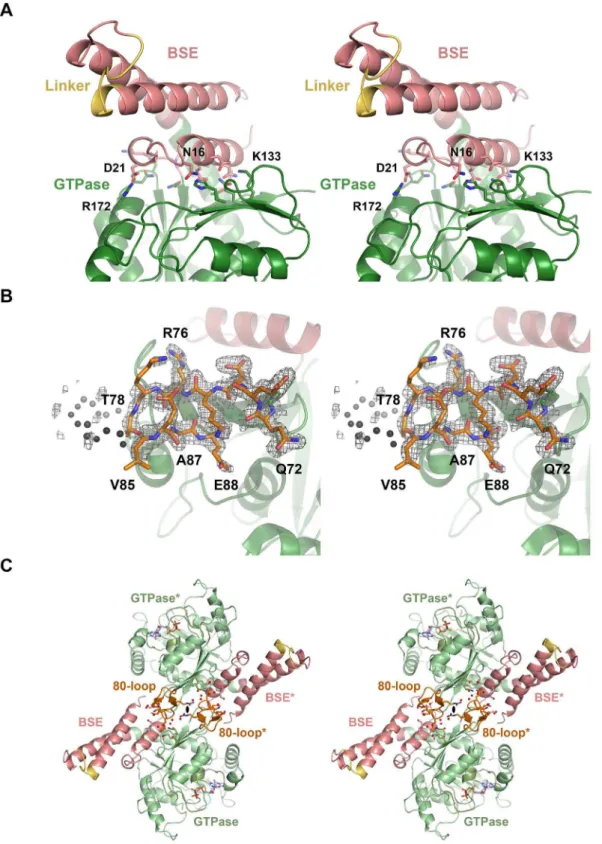 Figure 6. BSE-GTPase domain interface, 80-loop, and their interface at the 2-fold axis