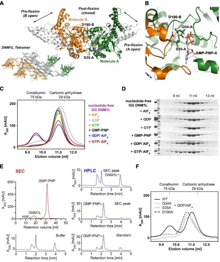 Figure 8. GTPase domain interface model of the DNM1L GG fusion protein and nucleotide-dependent dimerization