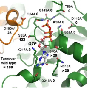 Figure 9. Structure-function map of the modelled DNM1L active site dimer. All active site and dimerization residues that have been mutated to alanine are represented as stick models, as well as the GTP