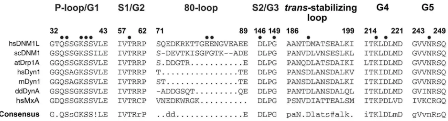 Figure 10. Conserved sequence motifs of the dynamin superfamily. Sequence alignments of representative members of the dynamin superfamily comparing conserved GTP binding motifs and the trans-stabilizing loops important for G dimerization