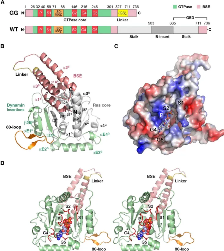 Figure 1. Overall structure of the DNM1L GTPase-GED fusion protein. (A) Schematic representation of the construct expressed in E