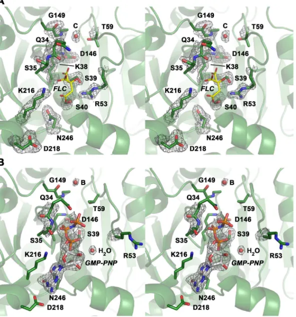 Figure 2. Close-up views of the active site cleft in the nucleotide-free and bound structures of the DNM1L GG construct in stereo.