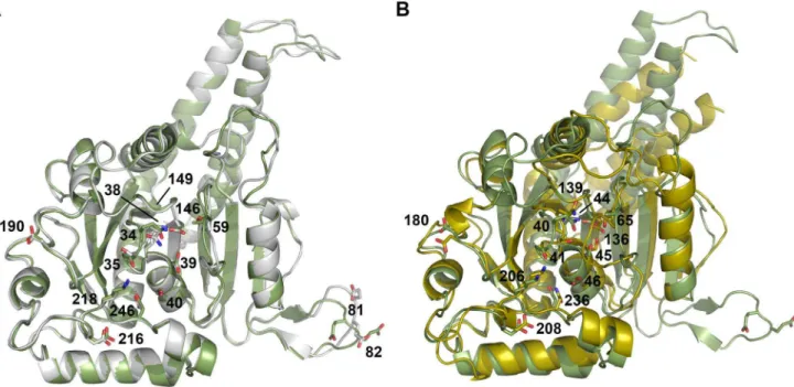 Figure 4. Detailed views of GTP-binding in the P-loop of DNM1L. (A) Four hydrogen bonds fix the a-phosphate to the P-loop: O1a to Ser40 Oc (distance 2.48 A ˚ ) and NH (3.45 A˚), O3a to NHs of Ser39 (3.34 A ˚ ) and Lys38 (3.30 A˚)