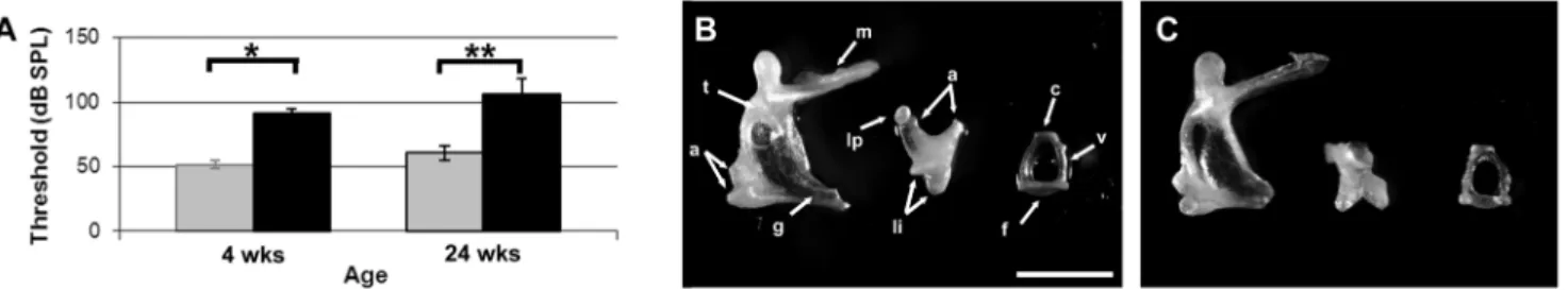 Figure 1. Hearing Profile (A) and middle ear bone dissections (B–C) of eeyore mice. ABR thresholds of hearing (grey bars) and deaf (black bars) eeyore littermates at 4 (*p = 4.86 10 2 10 ) and 24 (**p = 1.26 10 2 10 ) weeks of age