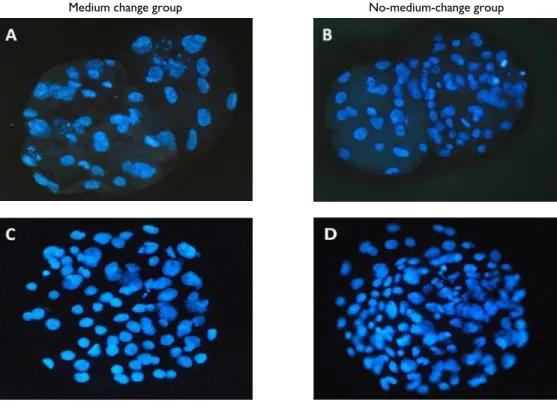 Fig. 1: Nuclei of blastocyst stained with Hoechst at 168 h after activation in medium change (A: SCNT and C: parthenotes) and no- no-medium-change group (B: SCNT and D: parthenotes) (x400)