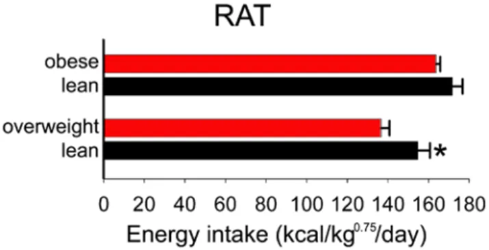 Figure 1. Lean rats do not eat less. Daily caloric intake, corrected for metabolically-active body mass, was not greater in obese compared to lean rats on a high-fat diet (top)