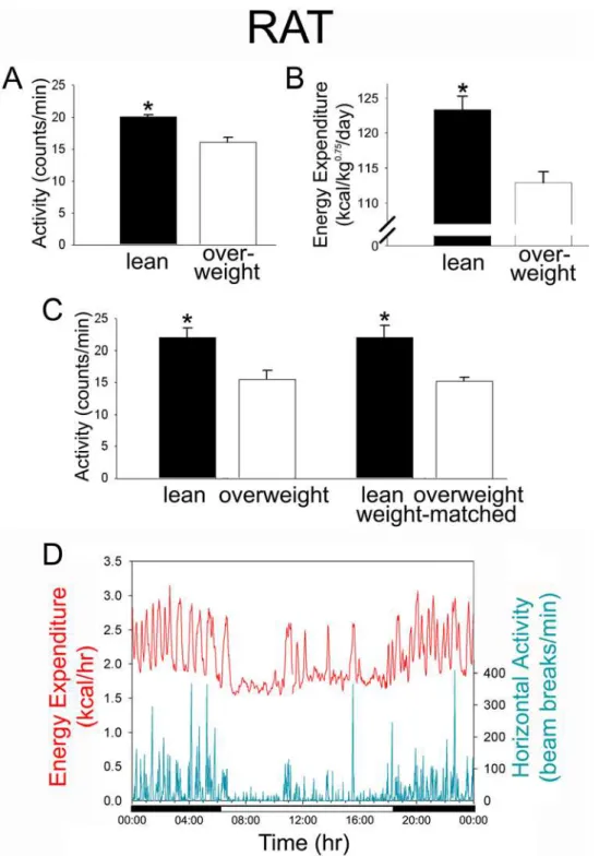 Figure 2. High-endurance rats were more active, regardless of body weight. Physical activity, in beam breaks/min over 24 hrs (mean 6 SE), was greater in lean, high-endurance rats compared to overweight, low-endurance rats (A), as was body mass-corrected en