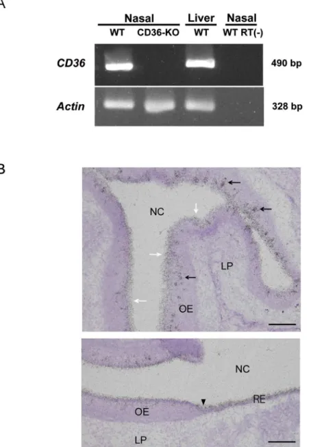 Fig 1. Detection of CD36 mRNAs in the nasal mucosa of mice. (A) RT-PCR detection. RT-PCR was conducted as described in the Materials and Methods section using nasal samples of wild-type (WT) and CD36-knockout mice (CD36-KO)