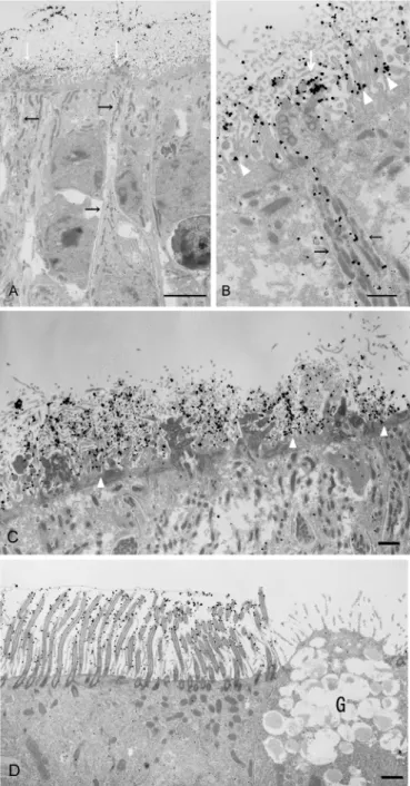 Fig 4. Immunoelectron microscopic analysis of CD36 localisation in the nasal mucosa of wild-type mice