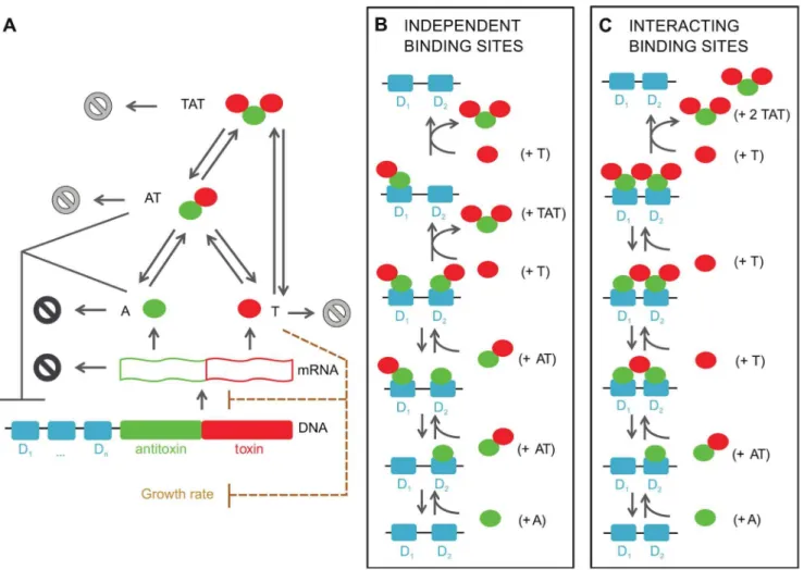 Figure 1. Toxin-antitoxin models for one or more binding sites on the operator based on the repression