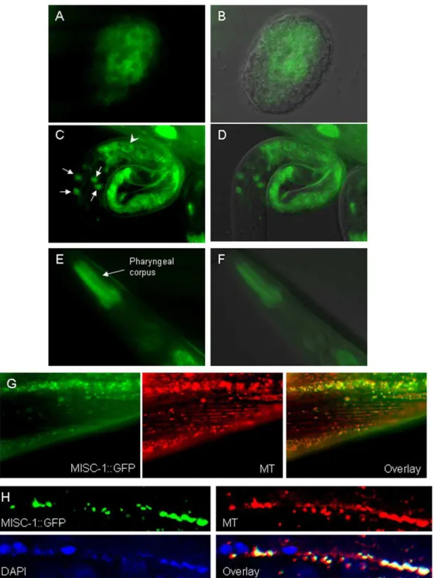 Figure 1. MISC-1::GFP reporter expression and its subcellular localization during C. elegans development