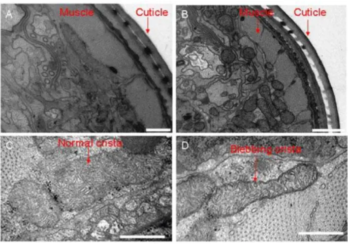 Figure 3. Mitochondrial ultrastructure is abnormal when MISC- MISC-1 is absent. Shown are low (A–B) and high (C–D) magnification images of TEM cross sections taken from the head region of N2 (A,C) and misc-1 mutant (B,D) day 1 adults