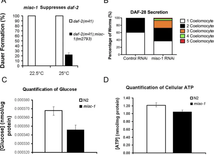 Figure 6. Absence of MISC-1 has positive effects on insulin secretion. (A) We assessed genetic interactions between misc-1 and the hypomorphic allele daf-2(m41)
