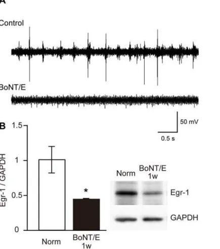 Figure 2. Effects of BoNT/E on cortical activity and Egr-1 expression level in visual cortex