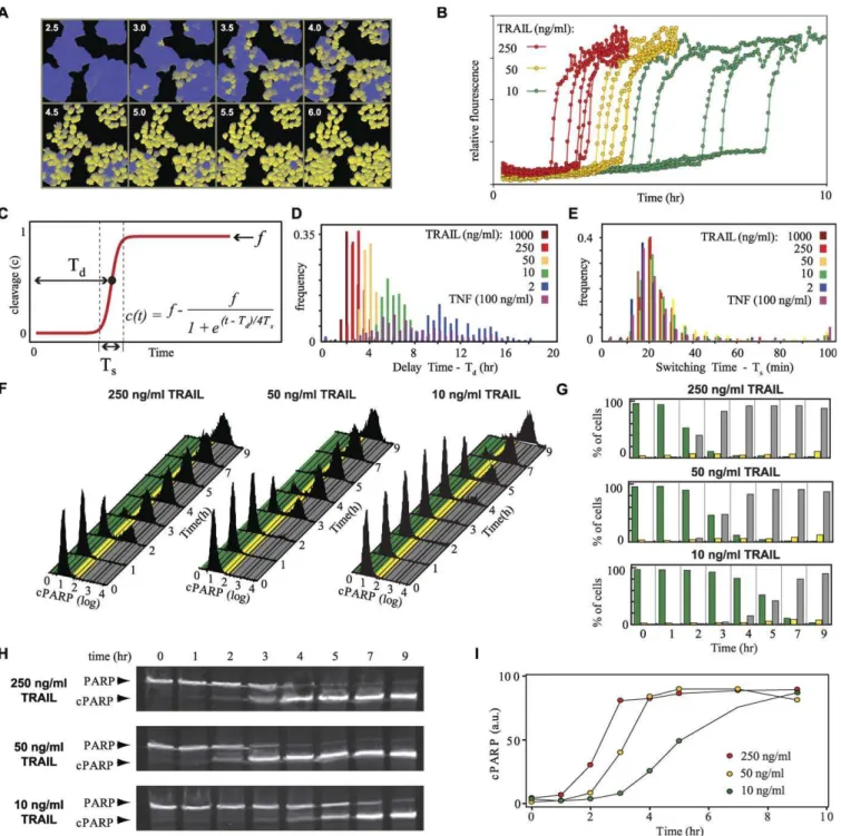 Figure 2. Dynamics of Caspase Activation in Cells Treated with TNF or TRAIL