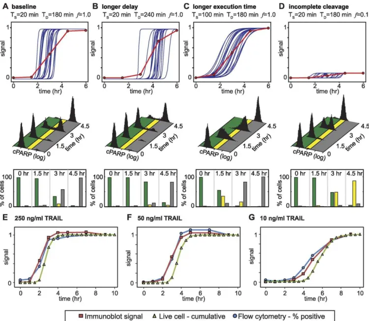 Figure 3. Simulation-Based Approach to Data Fusion for Three Different Measures of Caspase Activity