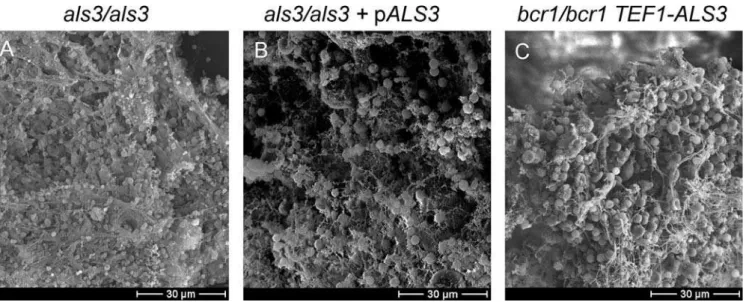 Figure 9. Role of Bcr1 Target Genes in Biofilm Formation