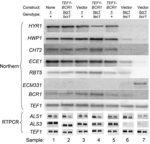 Figure 9. Clearly, the interplay of in vitro and in vivo analyses holds great promise for deﬁning bioﬁlm regulatory  mecha-nisms.