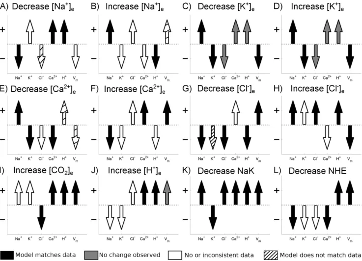 Figure 1. Cell membrane model validation. Arrow direction shows model prediction for the change in intracellular concentrations and membrane potential for a change in extracellular ion concentrations or inhibition of membrane transporter as indicated by th