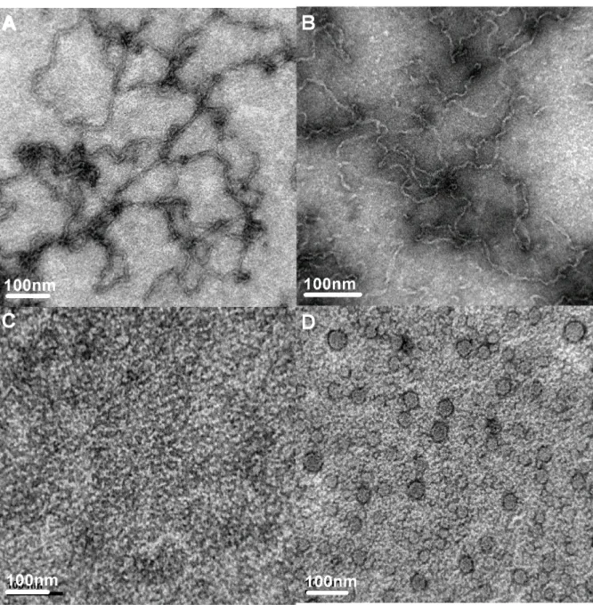 Figure 3. Representative negative staining transmission electron micrographs (TEM) of HcD-crys samples under different incubation conditions