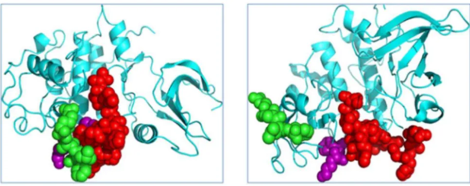 Figure 2. MD simulation of RAALF-CDK2 docking decoy. Left: the docked RAALF and CDK2 complex structure,as an initial structure for MD simulation; Right, after 5 ns MD simulation, the RAALF and CDK2 complex structure is shown