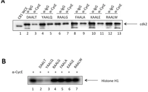 Table 4. SPR-derived binding affinities of CDK2 for four peptides with and without 60 m M ATP.
