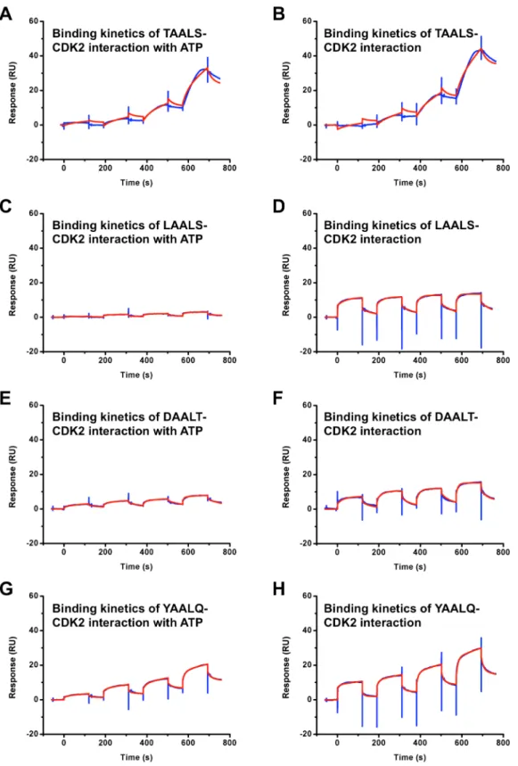 Figure 5. SPR binding assay results of CDK2 and peptides with and without ATP. The blue lines are experimental data, and the red lines are fitted results