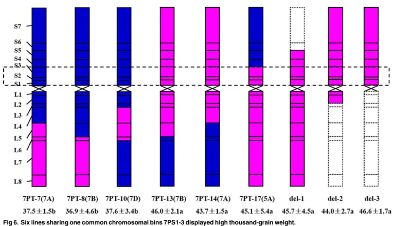 Fig 6. Six lines sharing one common chromosomal bins 7PS1-3 displayed high thousand-grain weight.