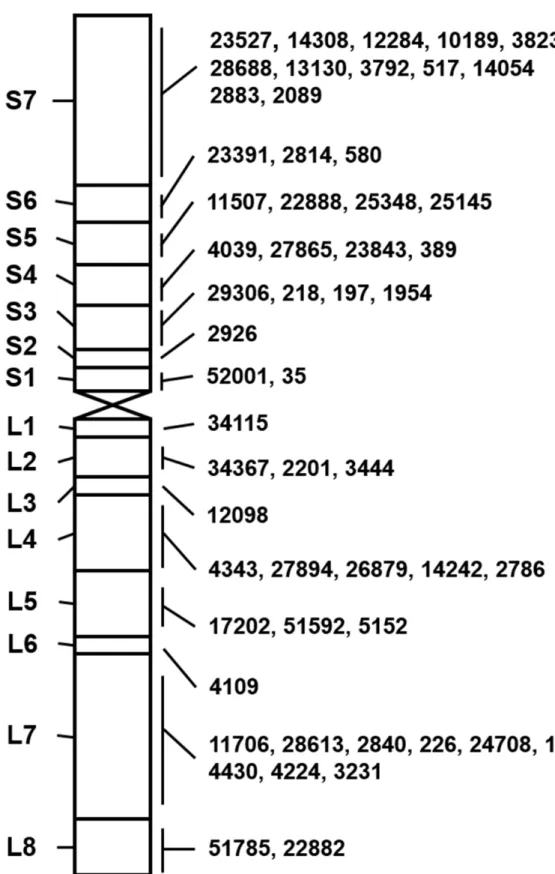 Fig 4. The physical map of A. cristatum 7P chromosome with 55 STS markers. Left panel: 15 chromosomal bins of A
