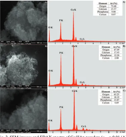 Fig. 2. SEM images and EDAX spectra of Ce:HAp powders (x Ce  = 0.01 (A),  0.03 (B) and 0.05 (C))