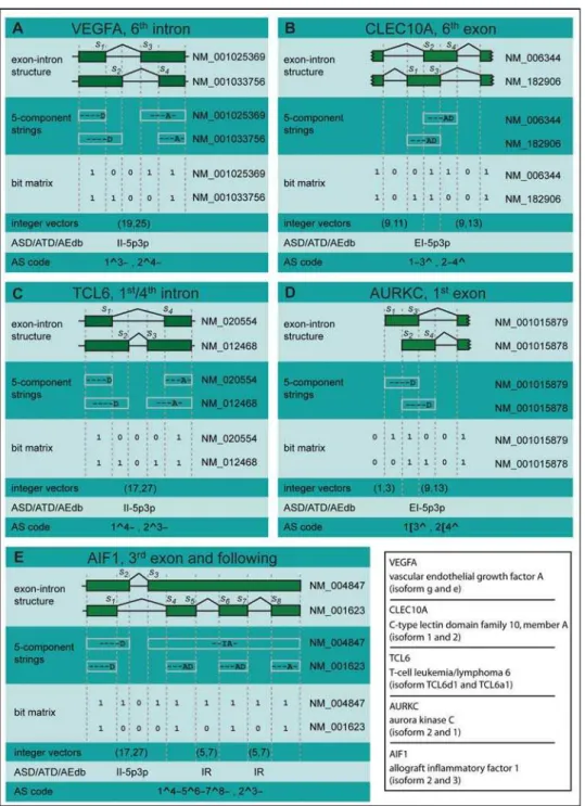 Figure 1. Comparison of nomenclatures for alternative splicing. Examples of splicing structures in the 5 human genes VEGFA (A), CLEC10A (B), TCL6 (C), AURKC (D), and AIF1 (E)
