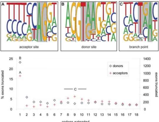 Figure 5. Bias of potential stop codons in the splice site sequences. Proportion of the coding exons that truncate the ORF when artificially extended into the intronic region at the splice donor (blue diamonds) or splice acceptor sites (red crosses)