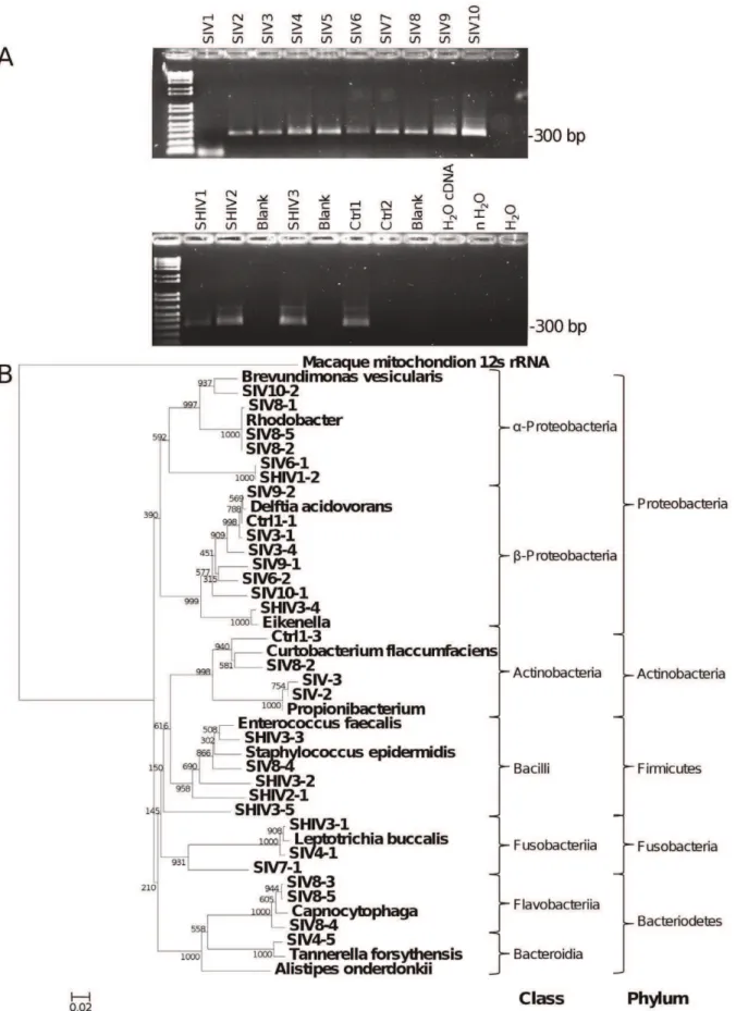 Figure 5. 16 s rRNA sequences from brain-derived cDNA of cynomolgus macaques. (A) Ethidium bromide-stained agarose gel showed the amplicon generated by primers 16 s514F and 16 s 806R from SIV-infected macaques 1–10, SHIV-infected macaques 1–3 and FIV-chall