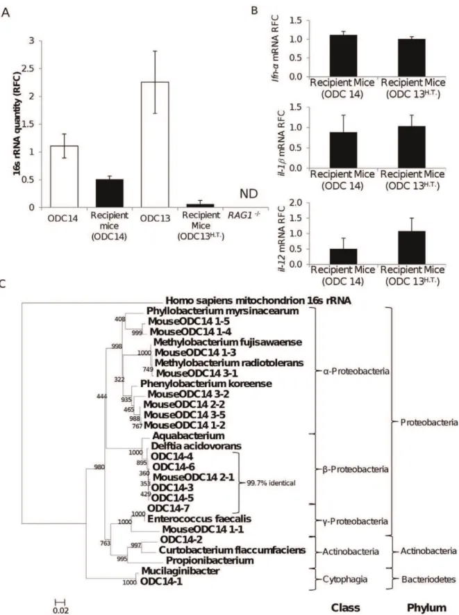 Figure 6. Transmission of bacteria from human brain to RAG1 2/2 mice brains. (A) Comparison of the relative quantity of 16 s rRNA in human and matched recipient mouse brains showed that mean bacterial rRNA levels in recipient mice were present at ,40% of t