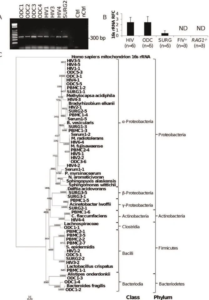 Figure 4. Phylogenetic analyses of bacterial 16 s rRNA sequences from human brain and blood