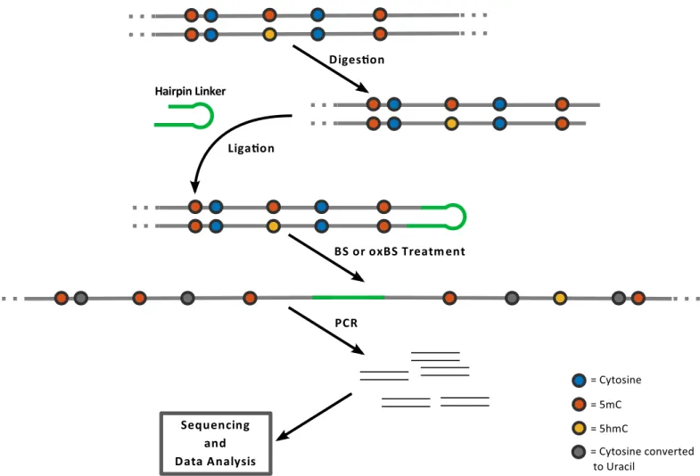 Fig 2. Schematic outline of hairpin bisulfite (BS) and oxidative bisulfite sequencing (oxBS) methods: The method is based on enzymatic digestion of genomic DNA and the covalent connection of upper and lower DNA strands by ligating a hairpin oligonucleotide