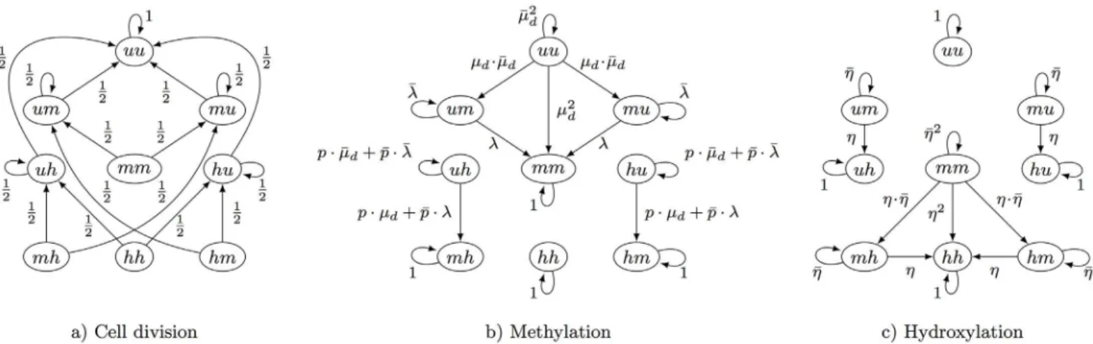 Fig 3. Possible transitions of the 9 different states of a CpG site. Methyl groups are a) removed after cell division, b) added due to maintenance (μ m ) or de novo methylation (μ d ) and c) are hydroxylated (η) by Tet enzymes.