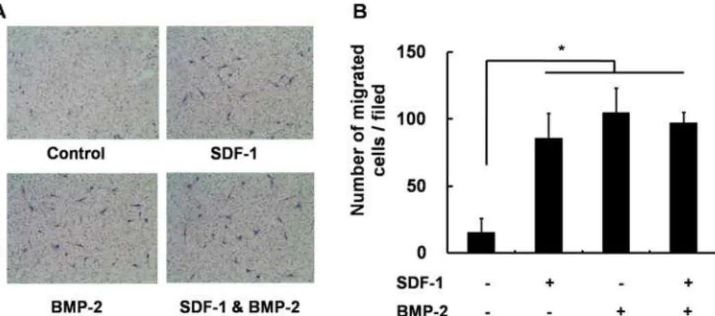 Fig 6. Transwell migration assay. (A) Representative microscopic images of cells cultured in media containing SDF-1 alone, BMP-2 alone, SDF-1 + BMP-2, or neither factor