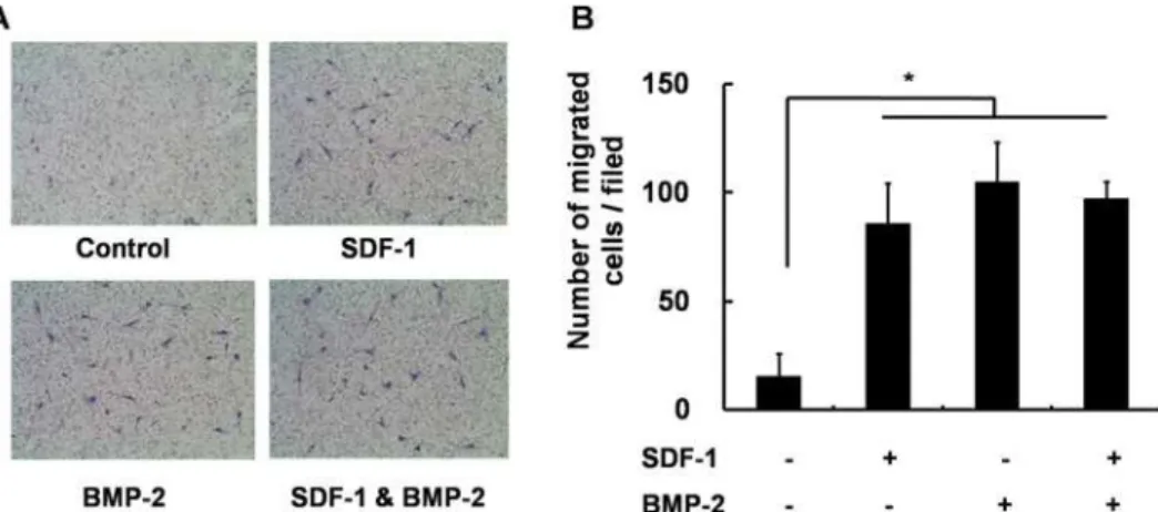 Fig 6. Transwell migration assay. (A) Representative microscopic images of cells cultured in media containing SDF-1 alone, BMP-2 alone, SDF-1 + BMP-2, or neither factor