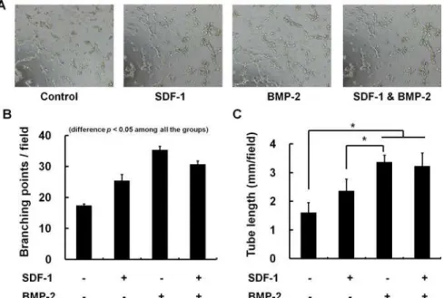 Fig 7. Tube formation assay for angiogenesis on Matrigel. Effect of SDF-1 and BMP-2 on in vitro angiogenesis was evaluated with HUVEC tube formation assay