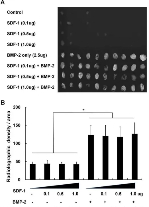 Fig 1. The effect of simultaneous SDF-1 and BMP-2 treatment on ectopic bone formation